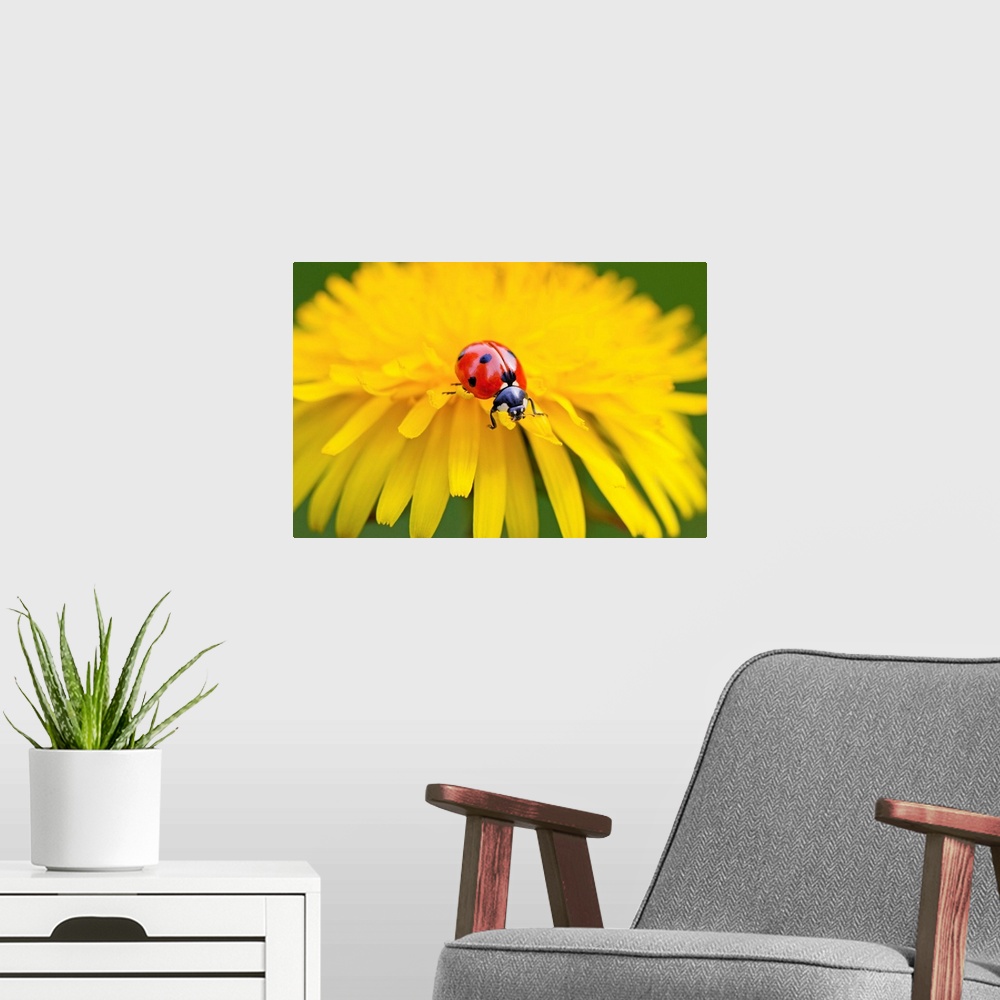 A modern room featuring Close-up of a ladybug crawling on a petal of a yellow blossom, Oregon, united states of America.