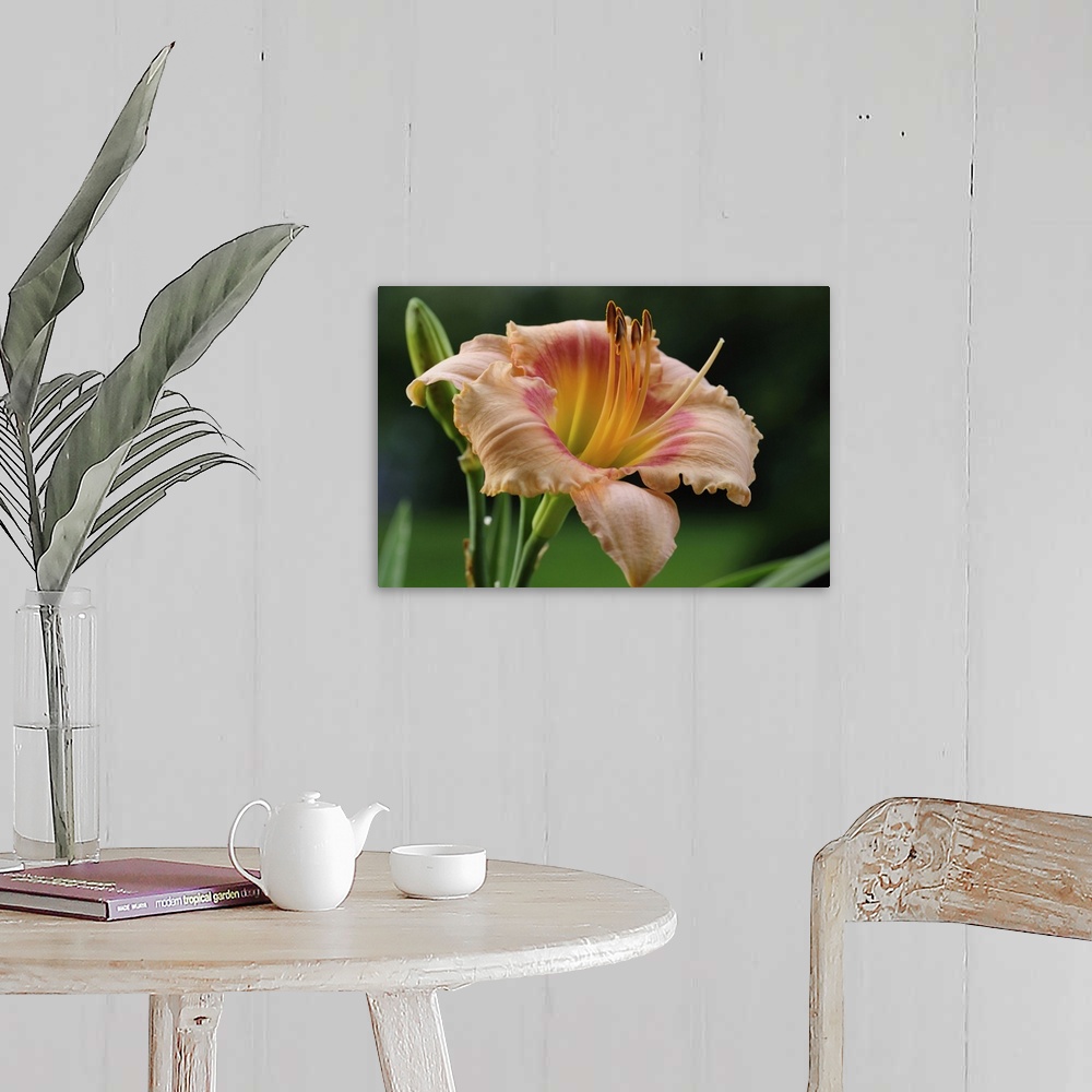 A farmhouse room featuring Close up of a large day lily, Hemerocallis species. Lexington, Massachusetts.