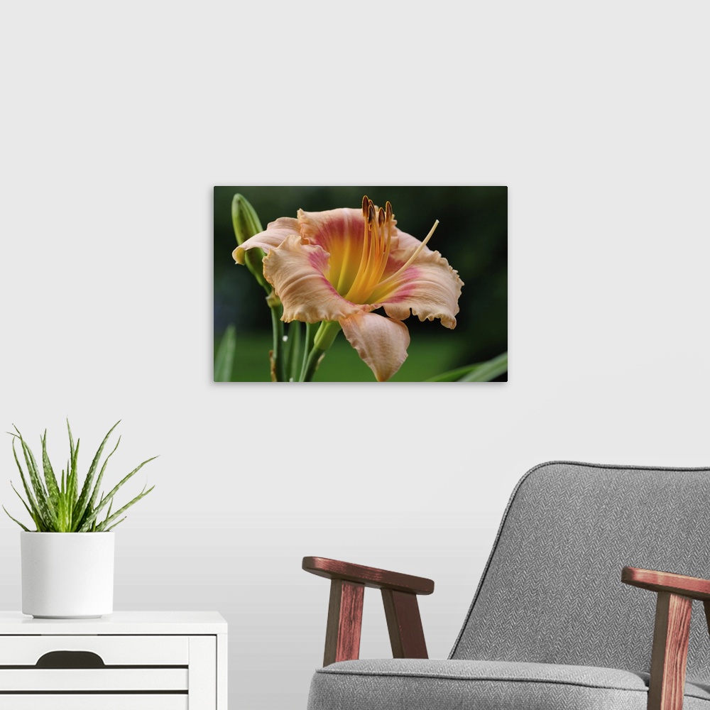 A modern room featuring Close up of a large day lily, Hemerocallis species. Lexington, Massachusetts.