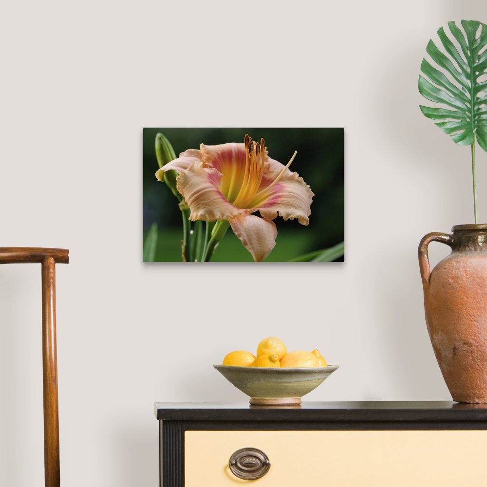 A traditional room featuring Close up of a large day lily, Hemerocallis species. Lexington, Massachusetts.