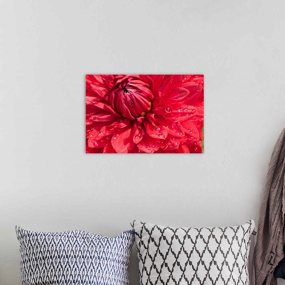 A bohemian room featuring Close up of a large red dahlia flower with water drops.