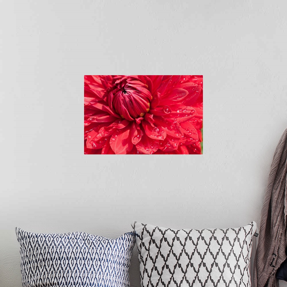 A bohemian room featuring Close up of a large red dahlia flower with water drops.