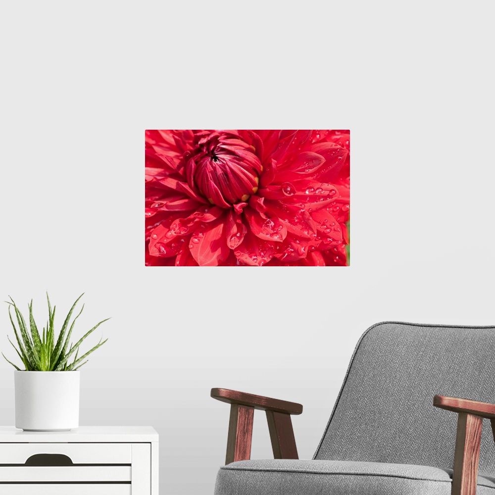 A modern room featuring Close up of a large red dahlia flower with water drops.