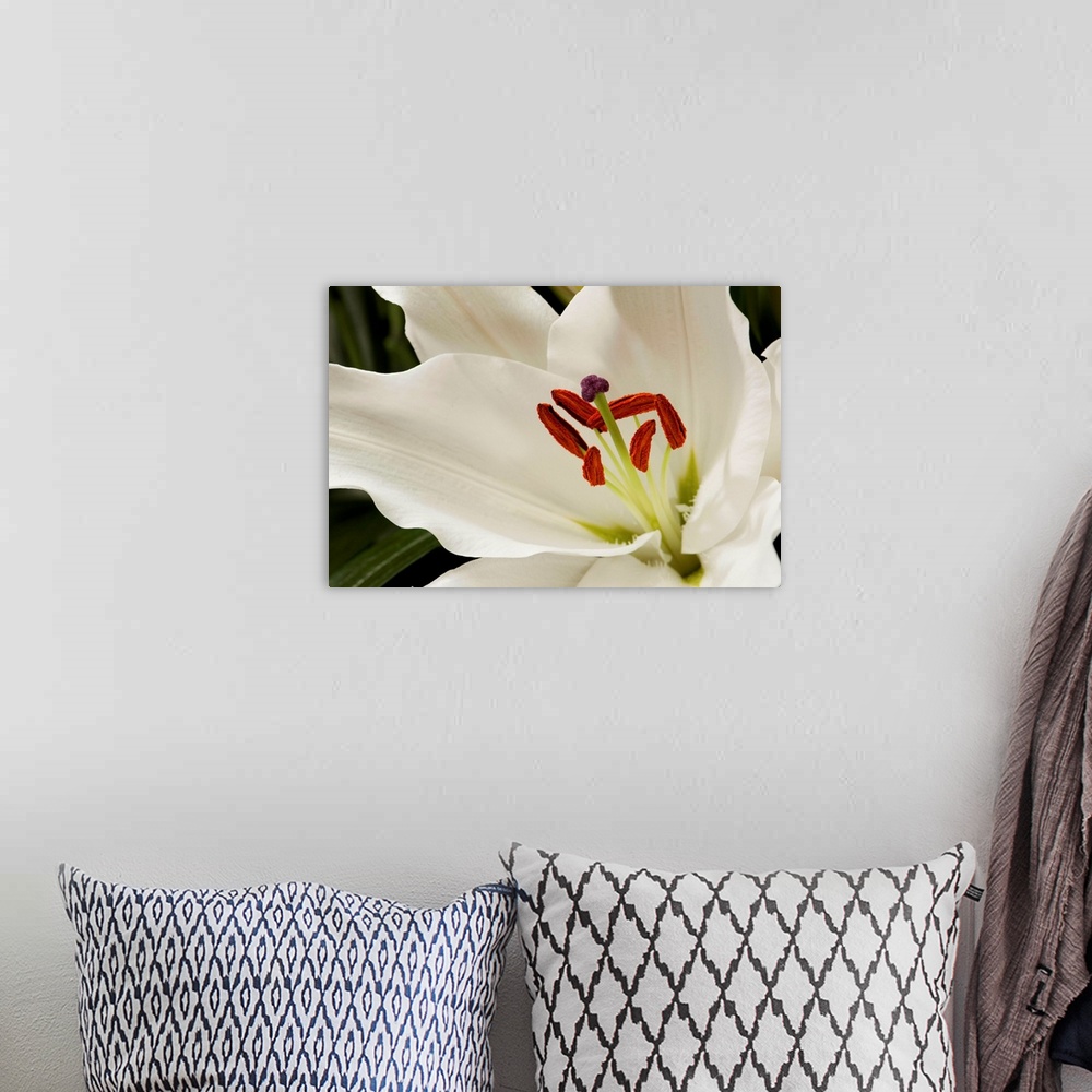 A bohemian room featuring Close up of a large white lily.