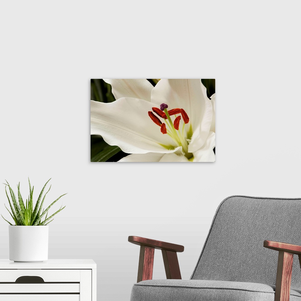 A modern room featuring Close up of a large white lily.