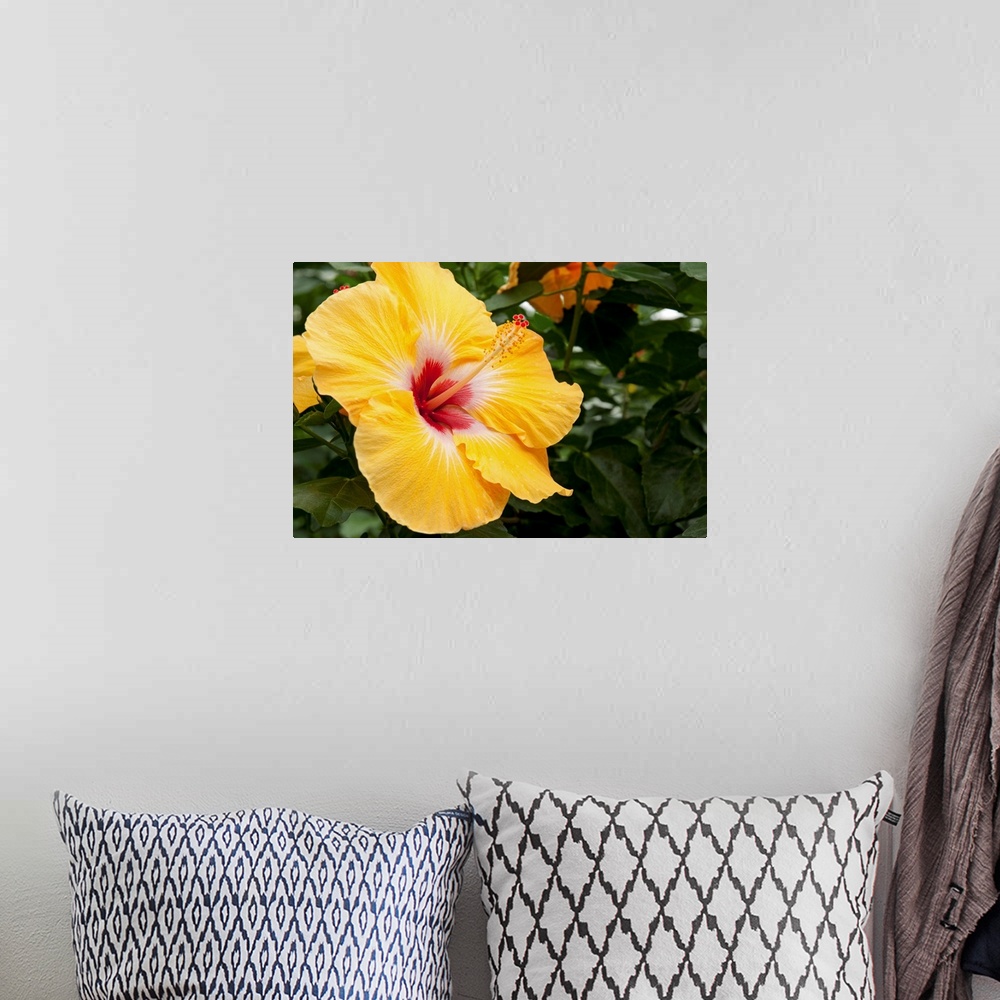 A bohemian room featuring Close up of a large yellow and red hibiscus flower.