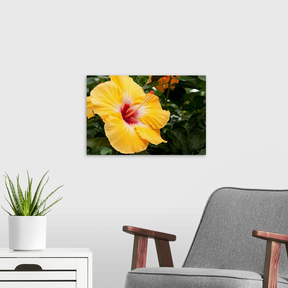 A modern room featuring Close up of a large yellow and red hibiscus flower.
