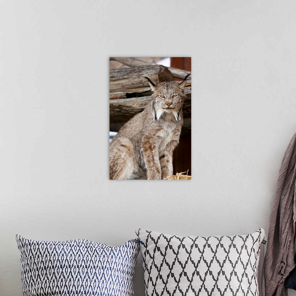A bohemian room featuring A captive Lynx looks at camera.  Portrait shot.  Southcentral Alaska at AWCC.  Late summer.