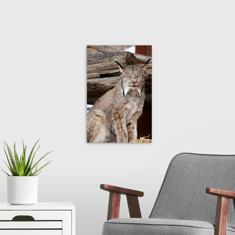 A modern room featuring A captive Lynx looks at camera.  Portrait shot.  Southcentral Alaska at AWCC.  Late summer.