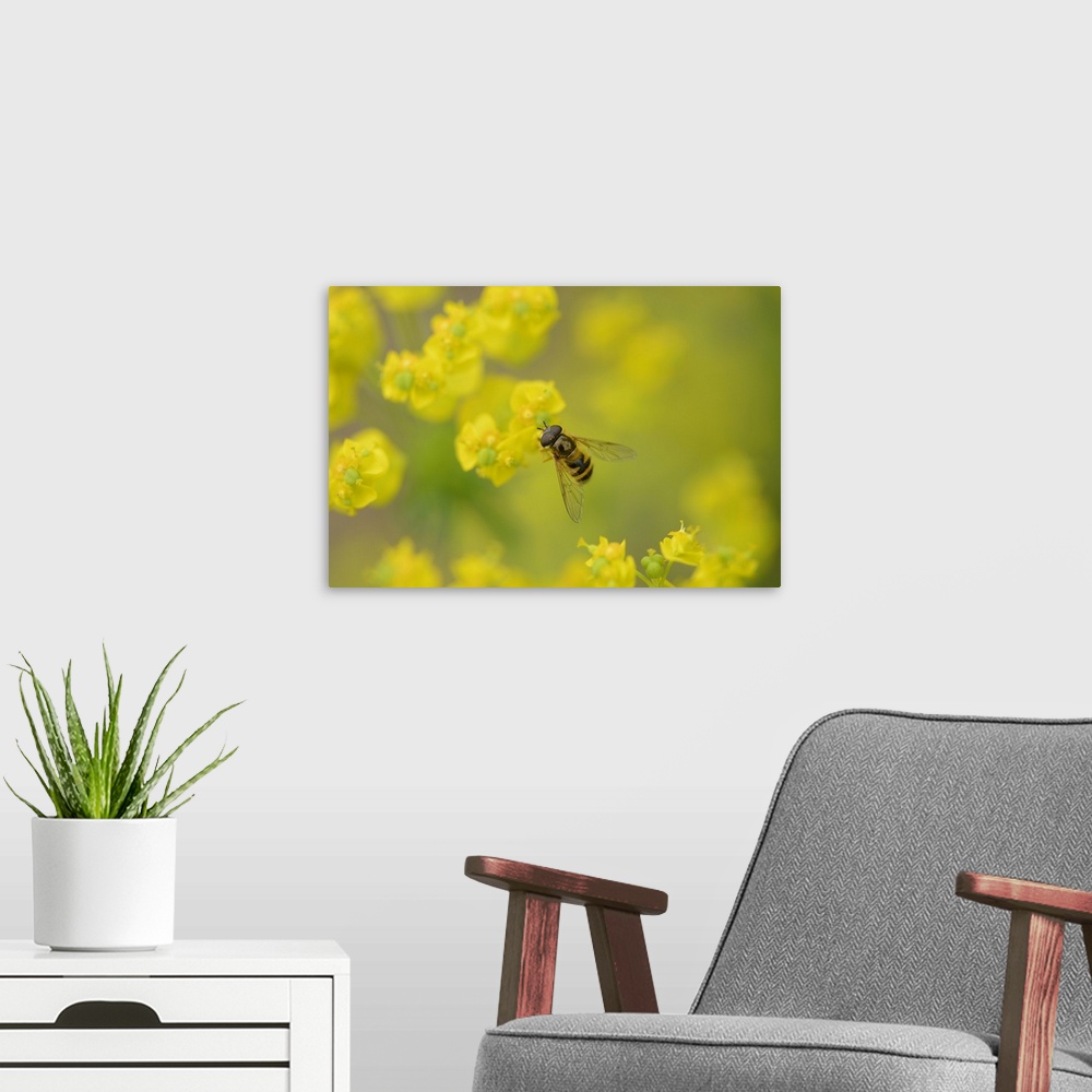 A modern room featuring Close-up of a marmalade hoverfly (Episyrphus balteatus) on a cypress spurge (Euphorbia cyparissia...