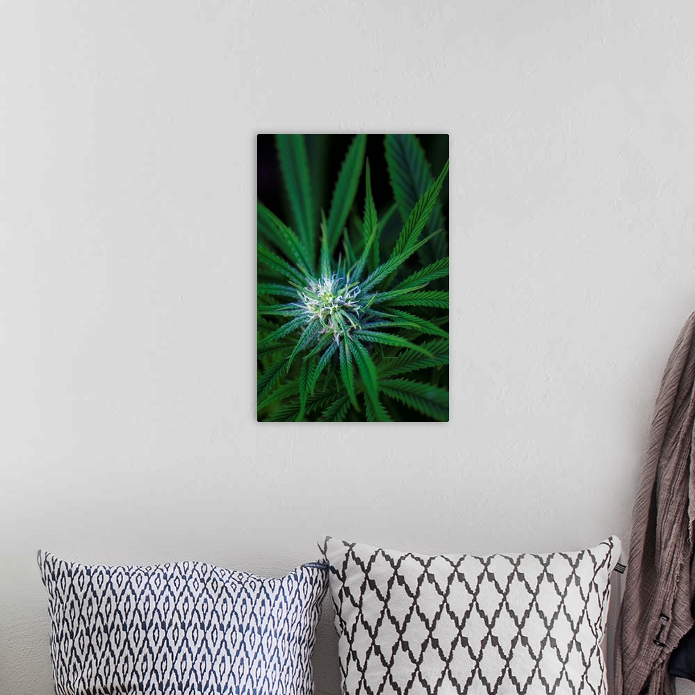 A bohemian room featuring Close-up of a maturing cannabis plant and flower with visible trichomes; Marina, California, Unit...