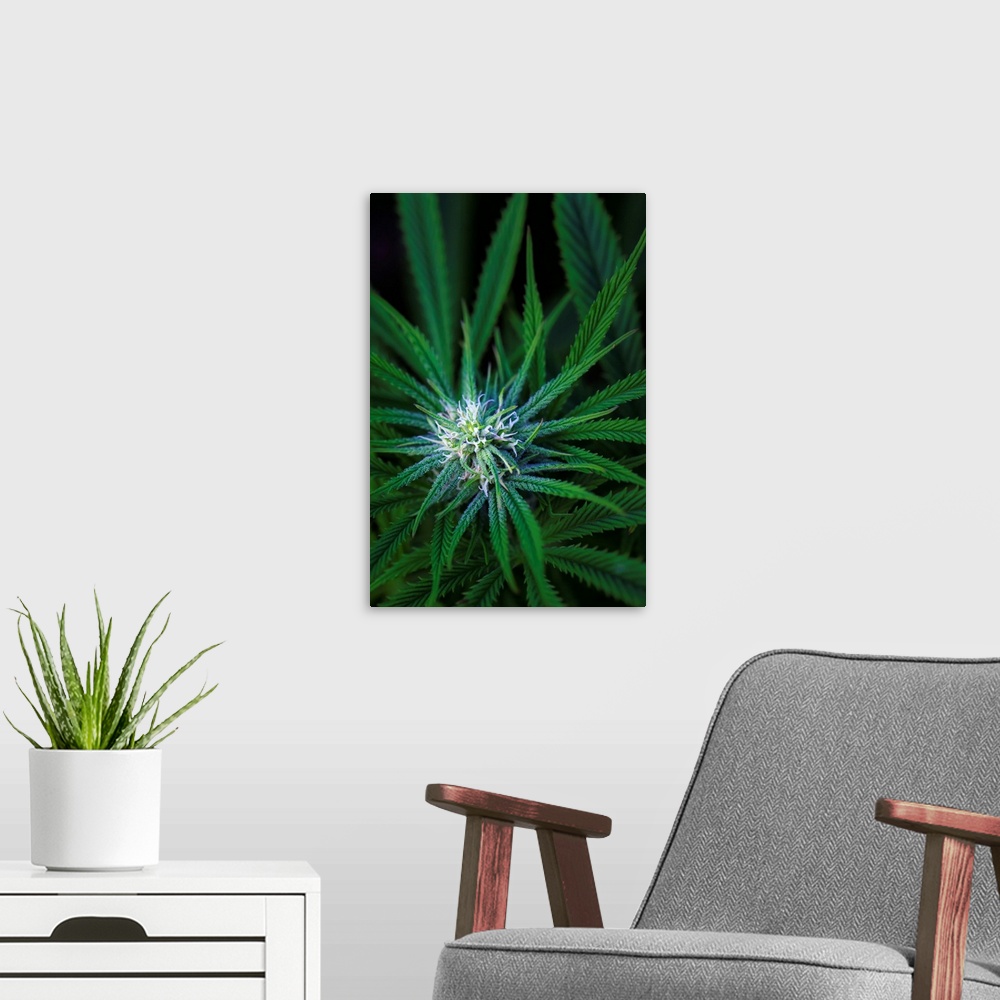 A modern room featuring Close-up of a maturing cannabis plant and flower with visible trichomes; Marina, California, Unit...