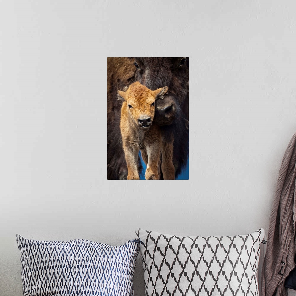 A bohemian room featuring A few-day-old Wood bison calf looks at camera while its protective mother snuggles against it. Ca...