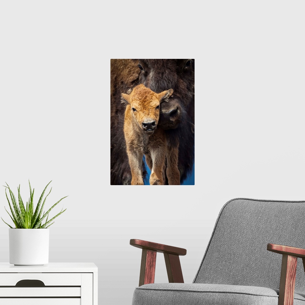 A modern room featuring A few-day-old Wood bison calf looks at camera while its protective mother snuggles against it. Ca...
