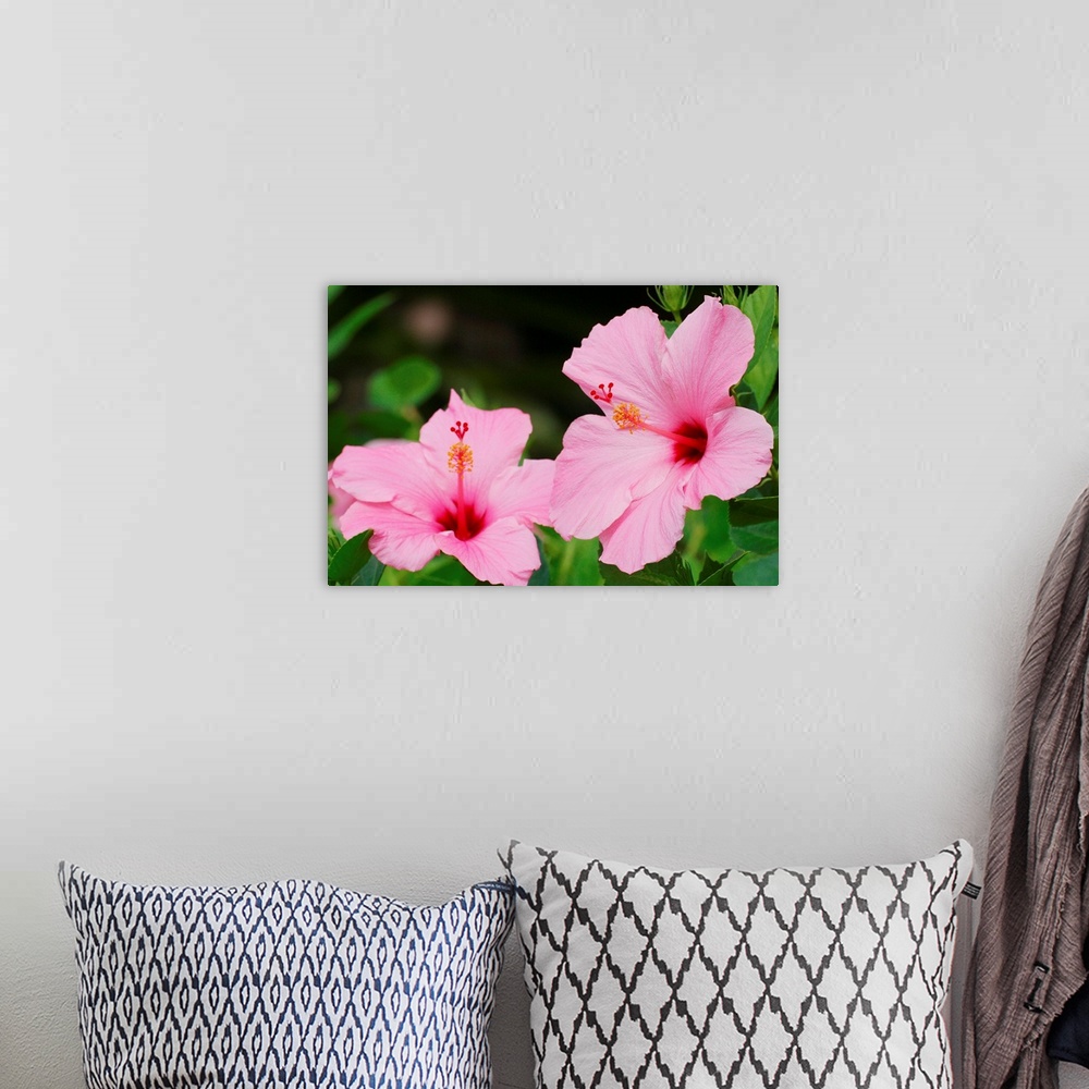 A bohemian room featuring Close-Up Of A Pair Of Pink Hibiscus