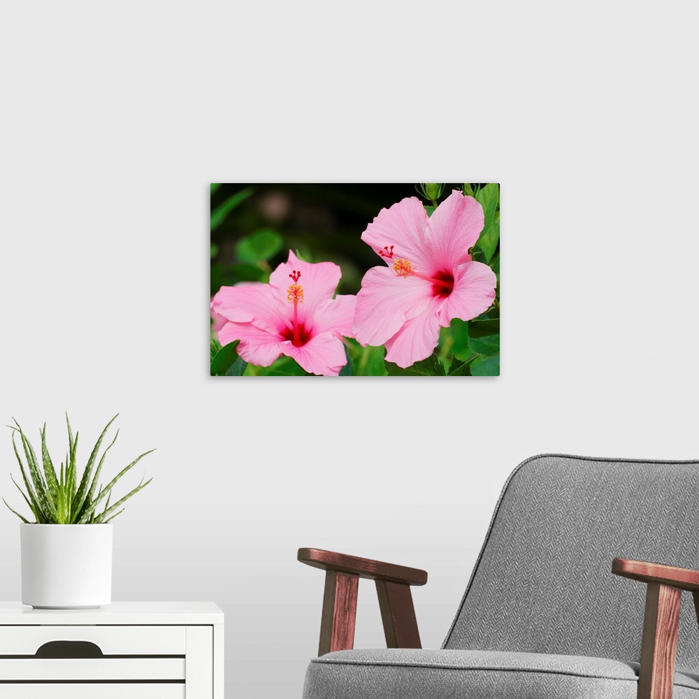A modern room featuring Close-Up Of A Pair Of Pink Hibiscus