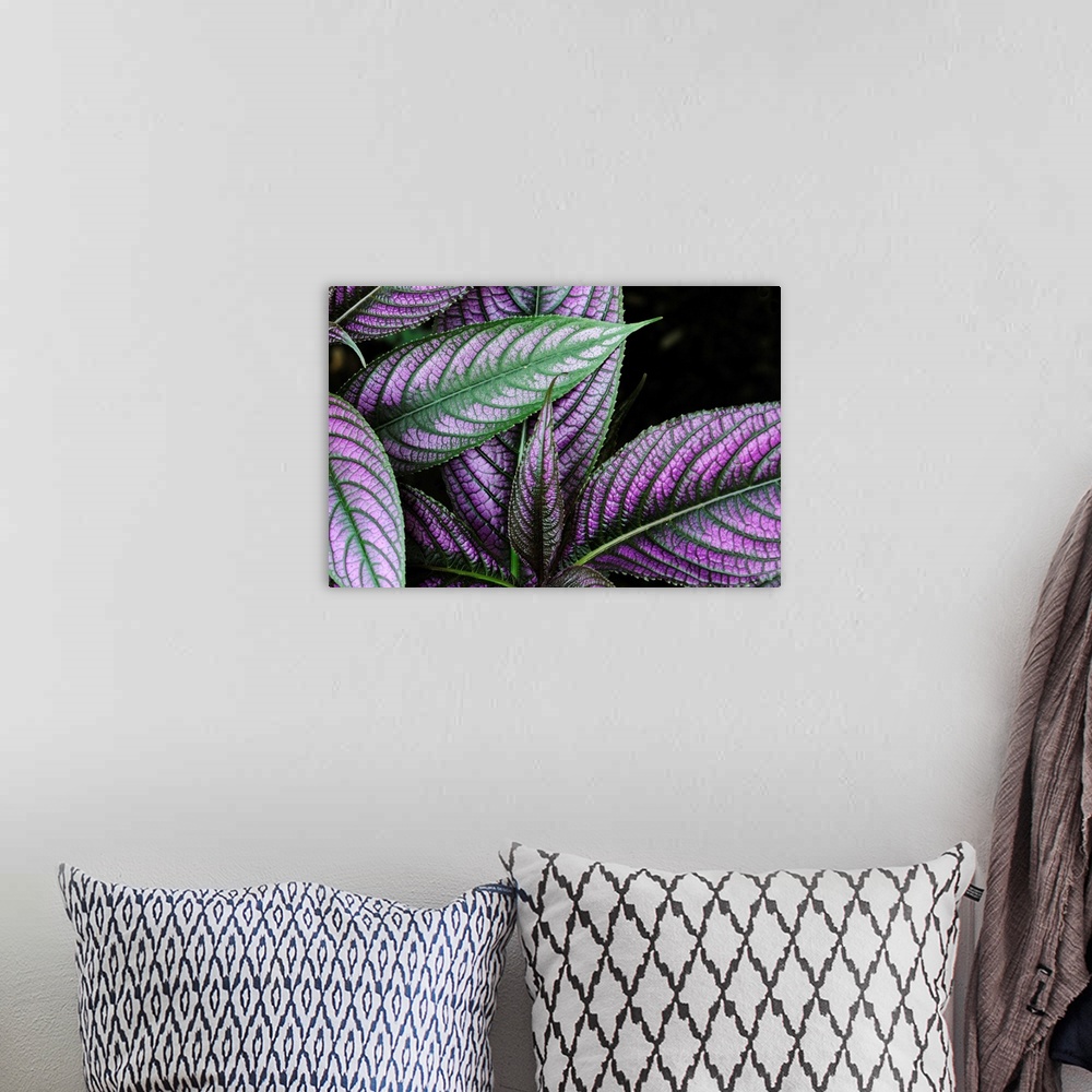 A bohemian room featuring Close up of a Persian shield plant, Strobilanthes dyerianus.
