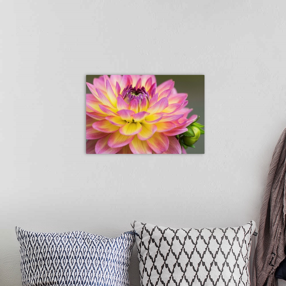 A bohemian room featuring Close up of a pink and yellow dahlia; Astoria, Oregon, United States of America