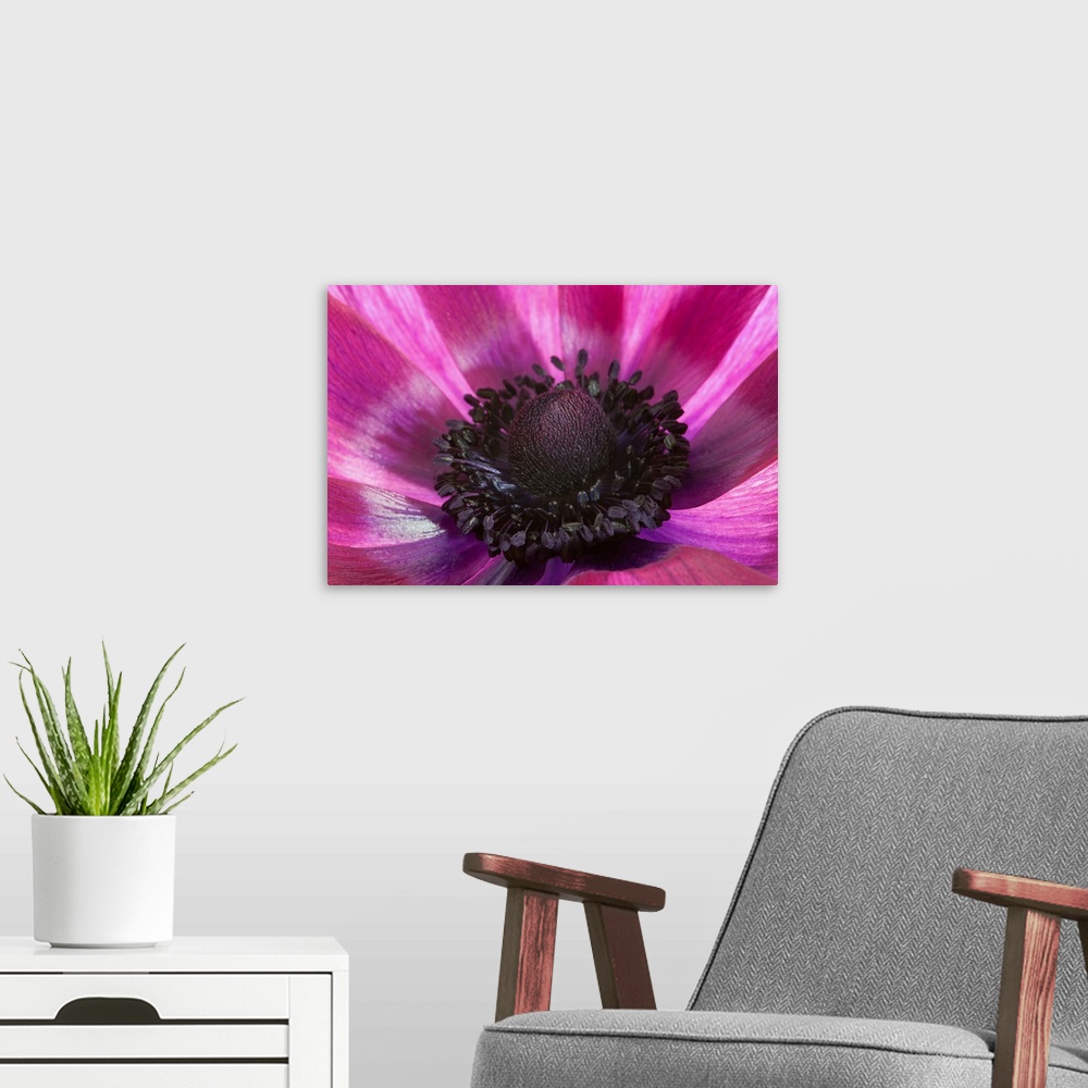 A modern room featuring Close up of a pink anemone flower. Arlington, Massachusetts.