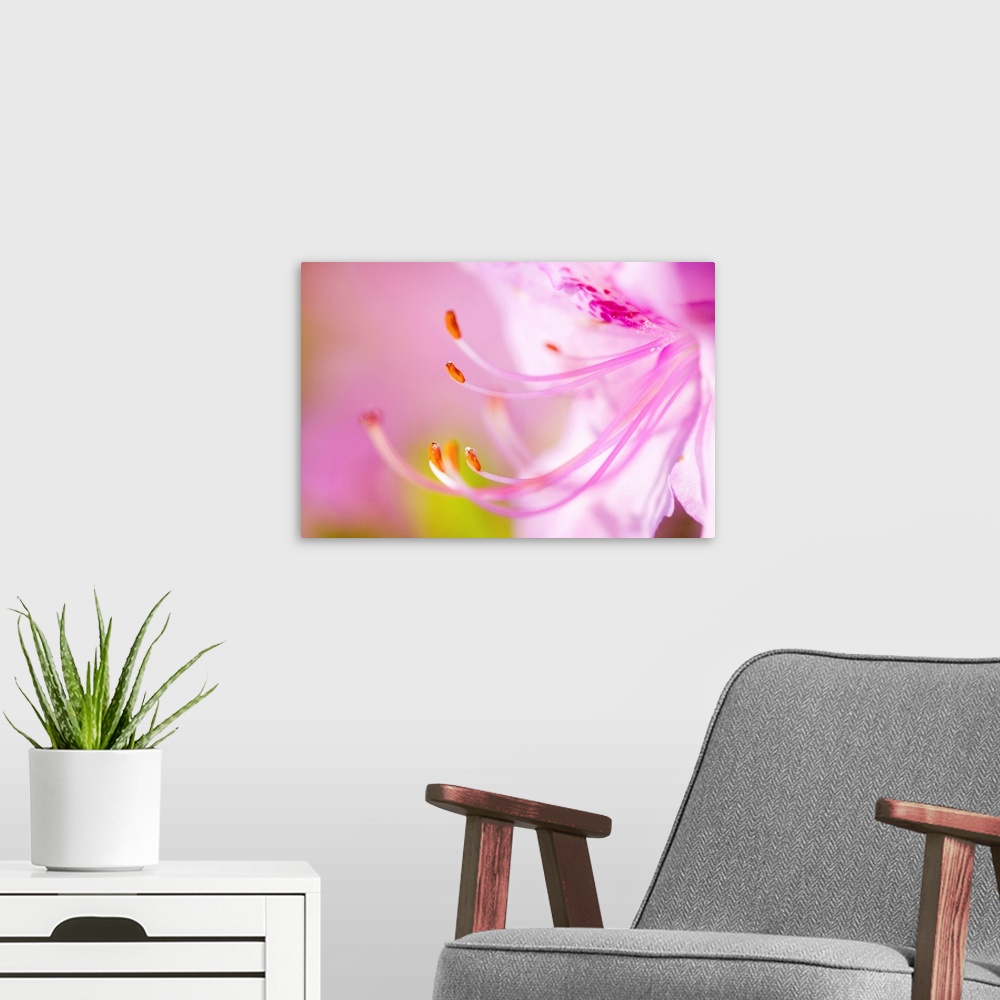 A modern room featuring Close Up Of A Pink Flower