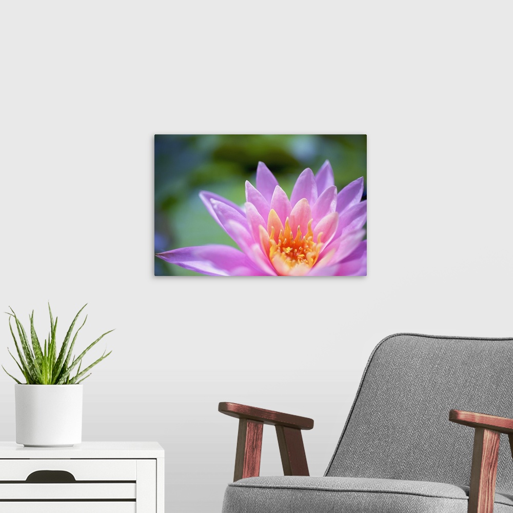 A modern room featuring Close up of a pink flower in bloom;Hawaii, united states of america