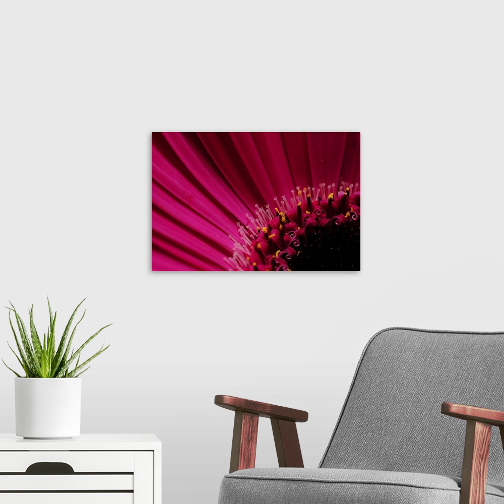 A modern room featuring Close up of a pink gerbera daisy, Gerbera species. Arlington, Massachusetts.