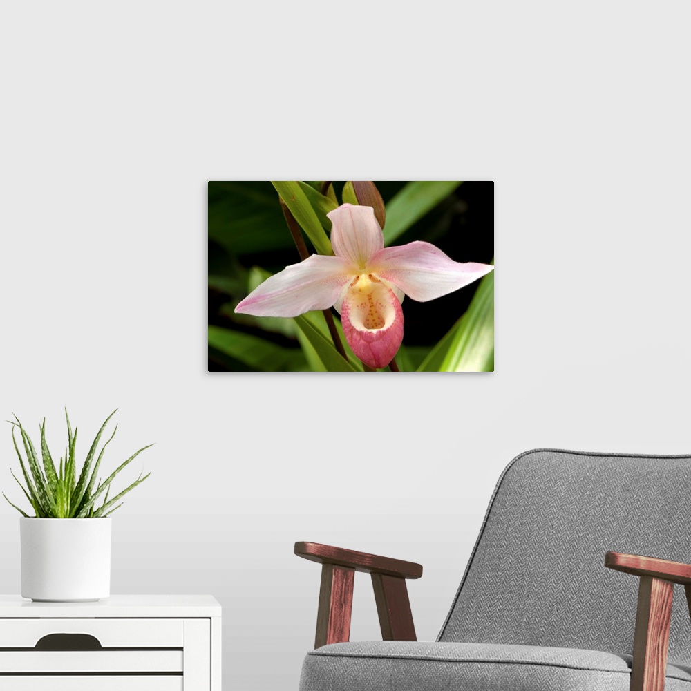 A modern room featuring Close up of a pink lady's slipper orchid flower, Cypripedium species.