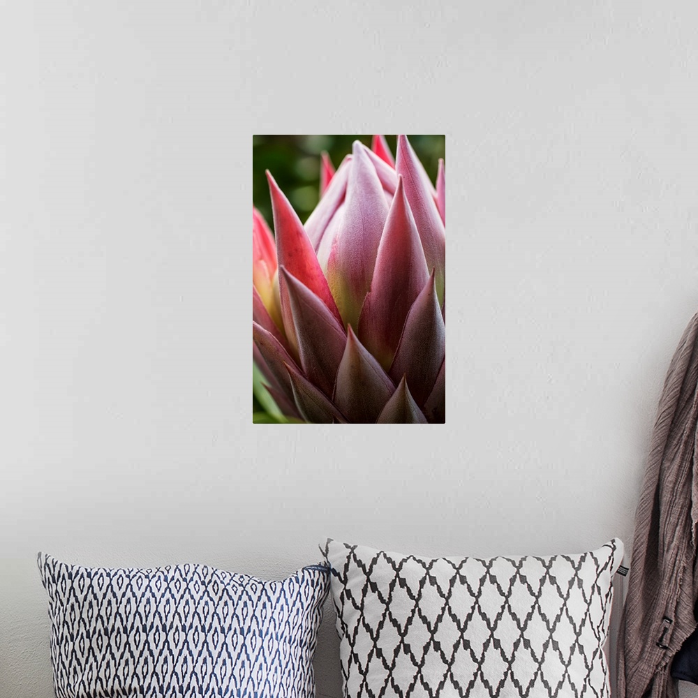 A bohemian room featuring Close up of a pink tropical flower; Hawaii, United States of America