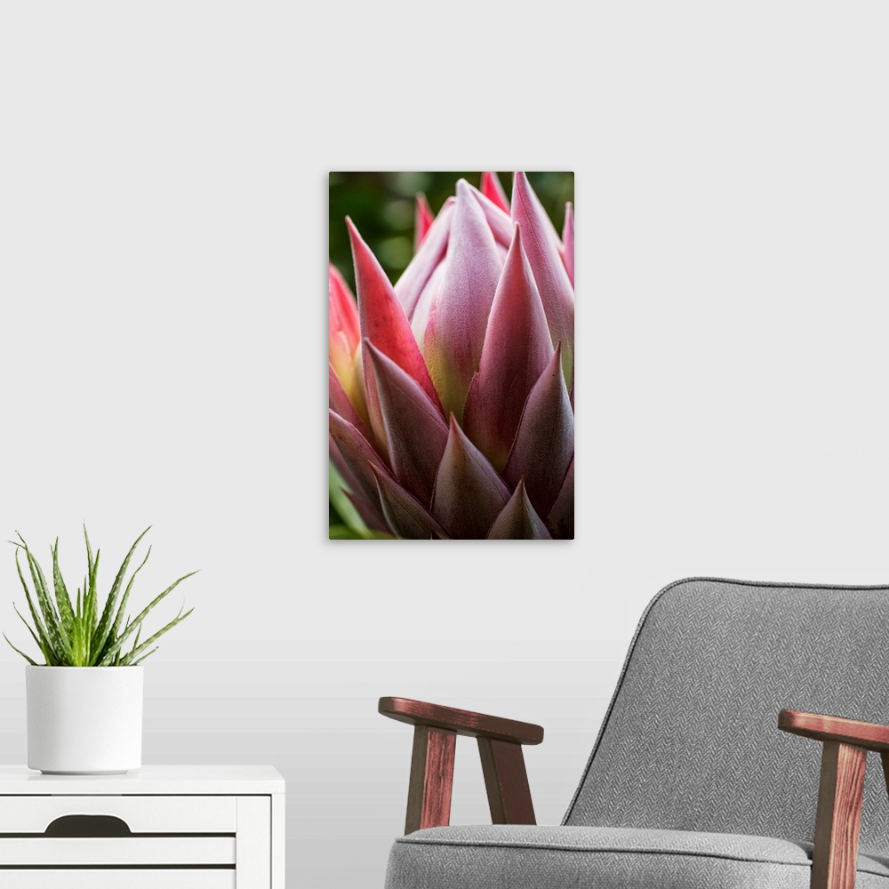 A modern room featuring Close up of a pink tropical flower; Hawaii, United States of America