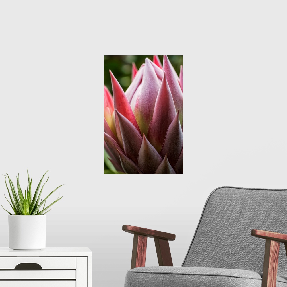 A modern room featuring Close up of a pink tropical flower; Hawaii, United States of America