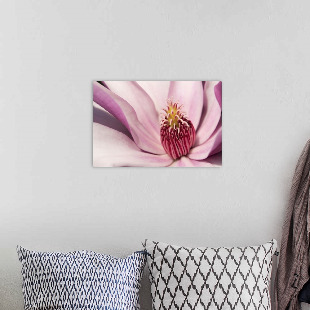 A bohemian room featuring Close up of a pink tulip magnolia flower, Magnolia liliflora. Cambridge, Massachusetts.