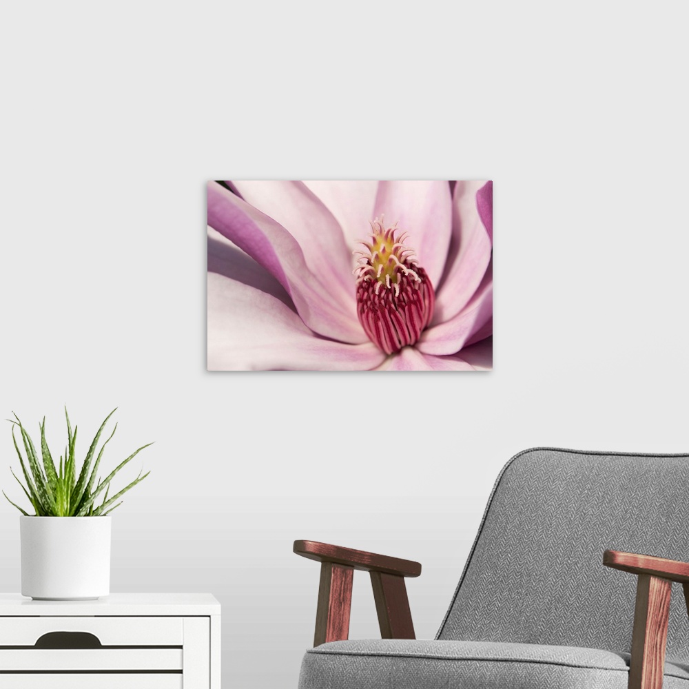 A modern room featuring Close up of a pink tulip magnolia flower, Magnolia liliflora. Cambridge, Massachusetts.