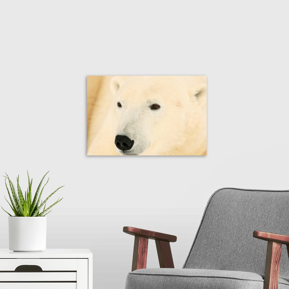 A modern room featuring Close Up Of A Polar Bear, Churchill, Manitoba, Canada