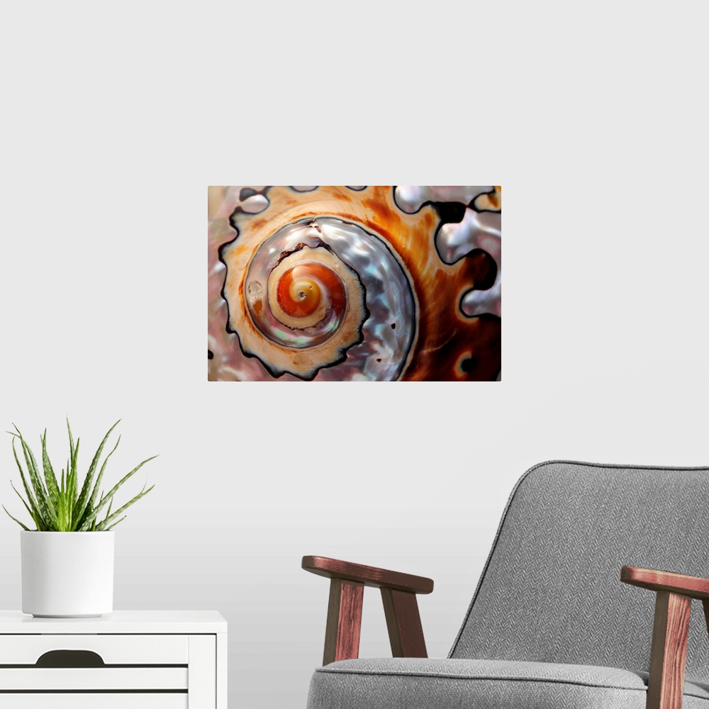 A modern room featuring Close up of a polished moon snail shell.