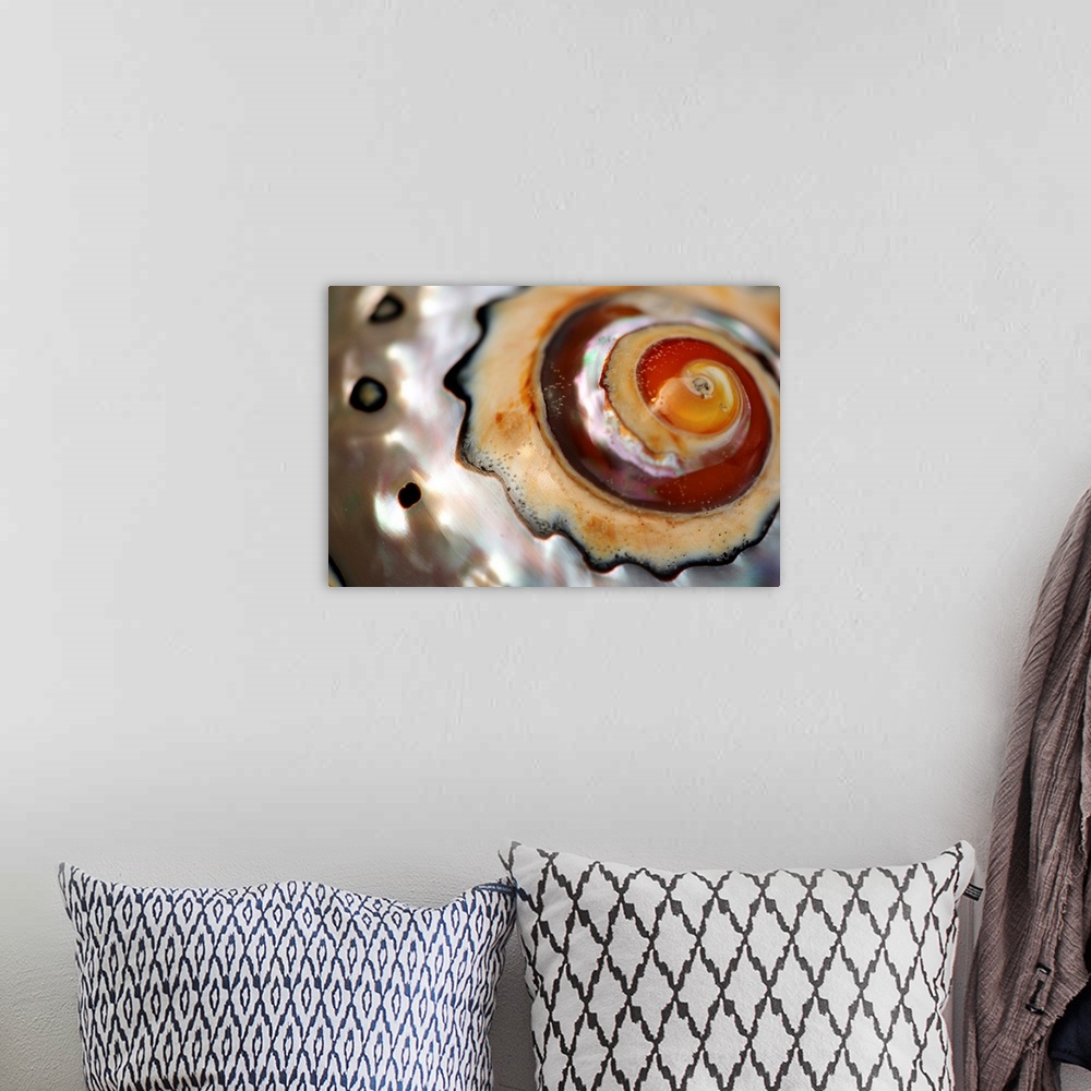 A bohemian room featuring Close up of a polished moon snail shell.