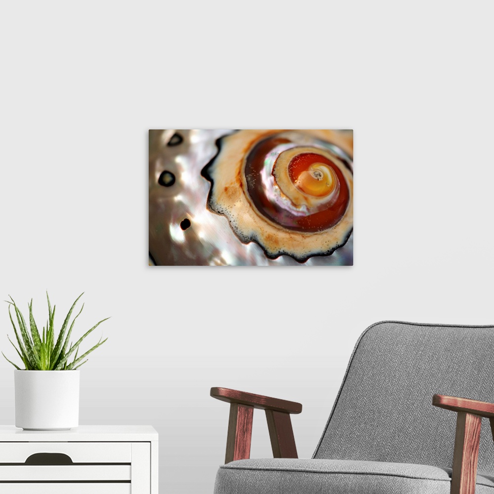 A modern room featuring Close up of a polished moon snail shell.