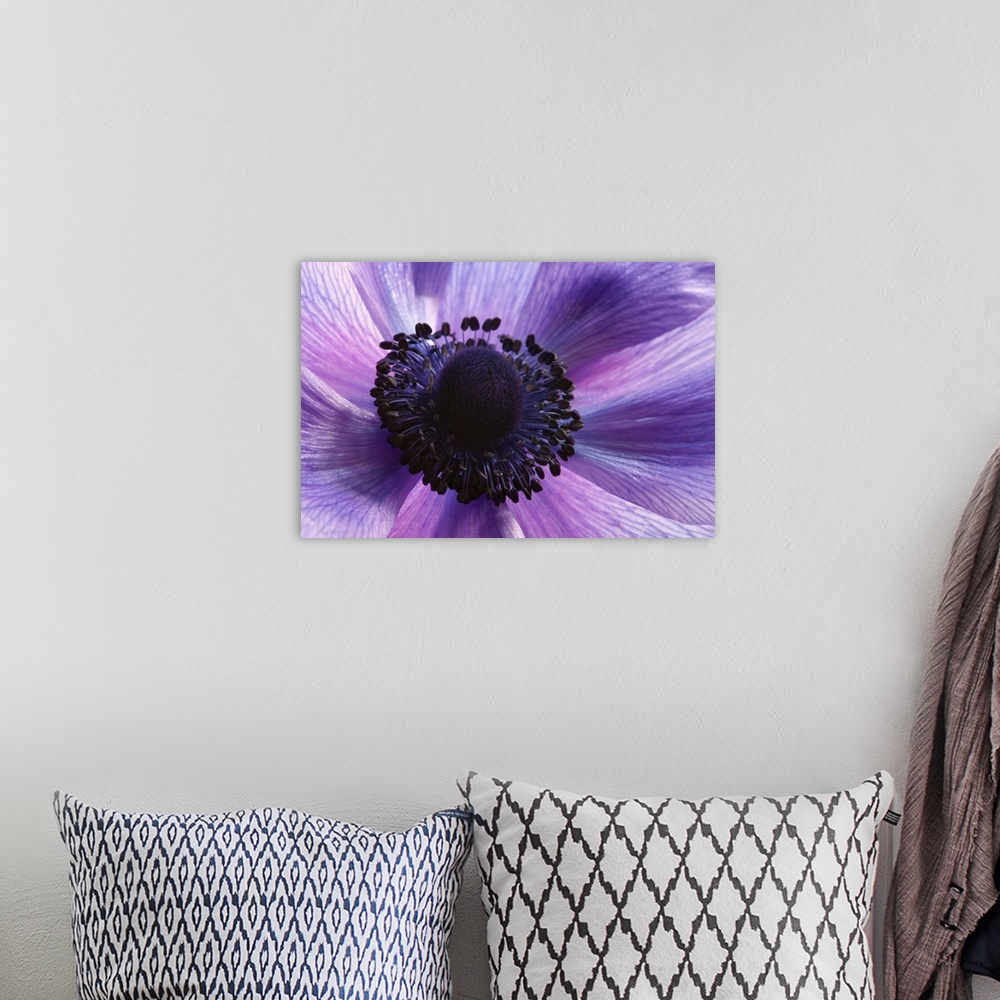 A bohemian room featuring Close up of a purple anemone flower, Anemone coronari. Arlington, Massachusetts.