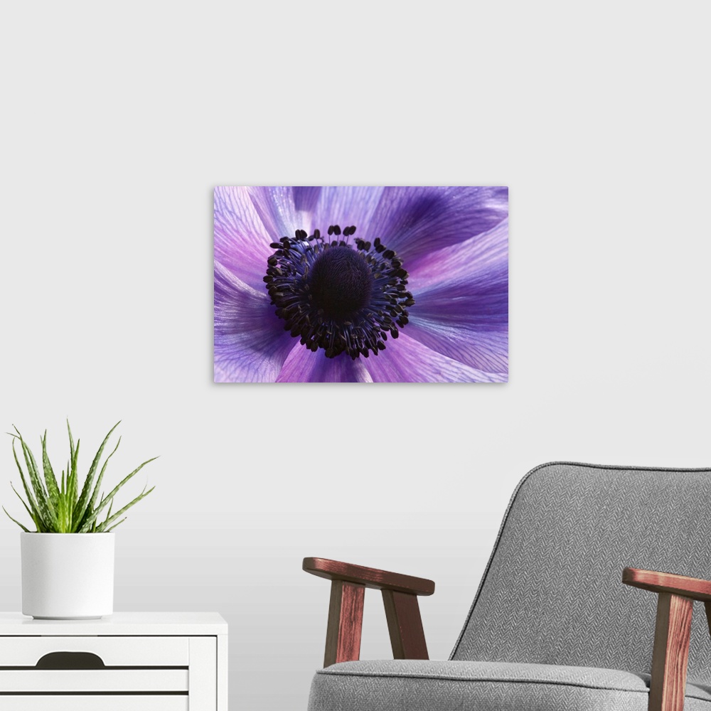 A modern room featuring Close up of a purple anemone flower, Anemone coronari. Arlington, Massachusetts.
