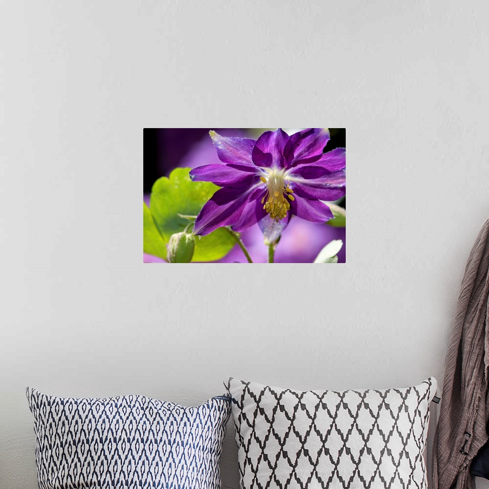 A bohemian room featuring Close up of a purple columbine flower, Aquilegia species.