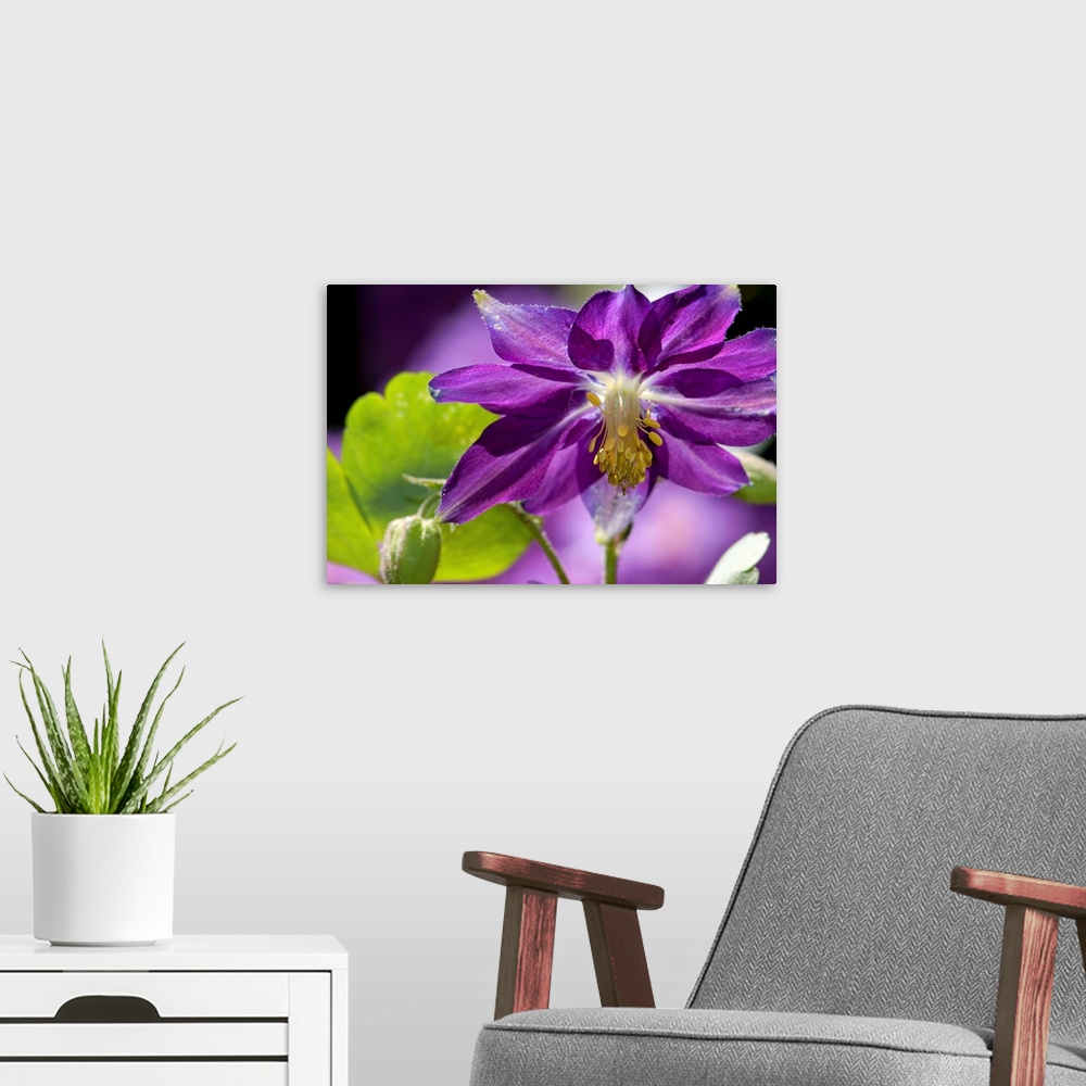 A modern room featuring Close up of a purple columbine flower, Aquilegia species.