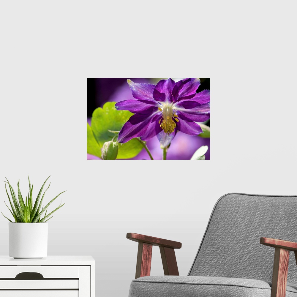 A modern room featuring Close up of a purple columbine flower, Aquilegia species.