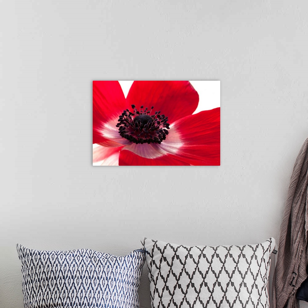 A bohemian room featuring This horizontal art work is a close up of flower petals the blossomos numerous pistils.