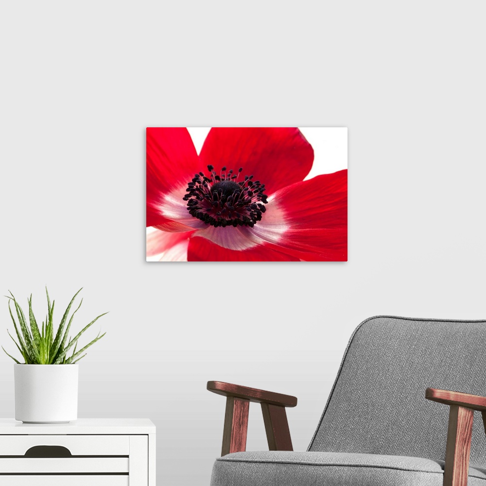 A modern room featuring This horizontal art work is a close up of flower petals the blossomos numerous pistils.