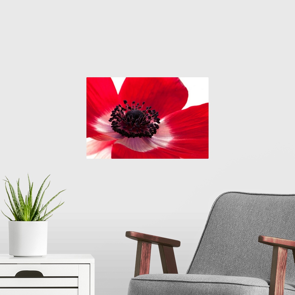 A modern room featuring This horizontal art work is a close up of flower petals the blossomos numerous pistils.