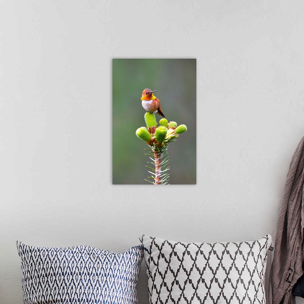 A bohemian room featuring Close up of a Rufous Hummingbird sitting on top of Spruce Tree on Shelter Island, Southeast, Summer.