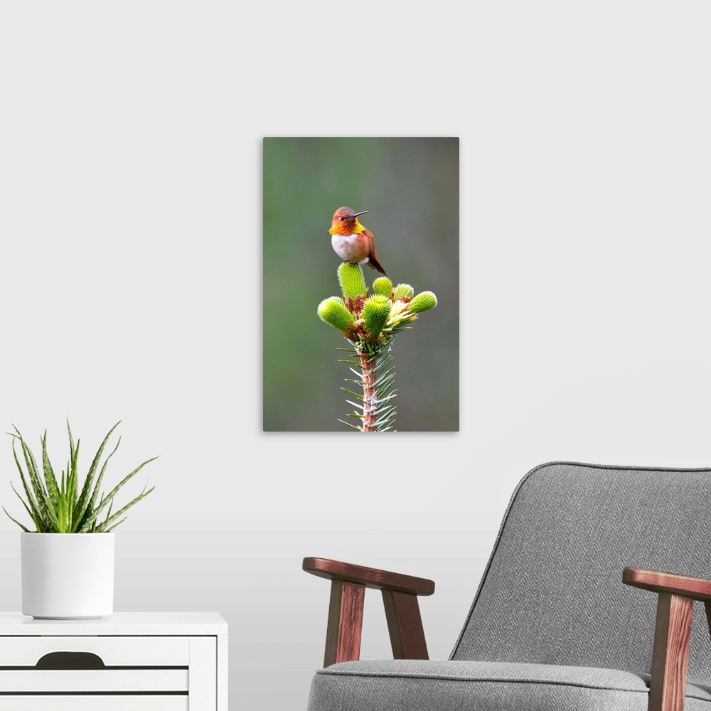A modern room featuring Close up of a Rufous Hummingbird sitting on top of Spruce Tree on Shelter Island, Southeast, Summer.