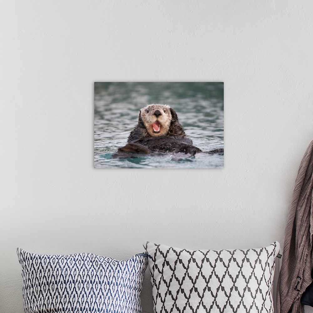 A bohemian room featuring Close up of a Sea Otter swimming on back in Prince William Sound, Alaska