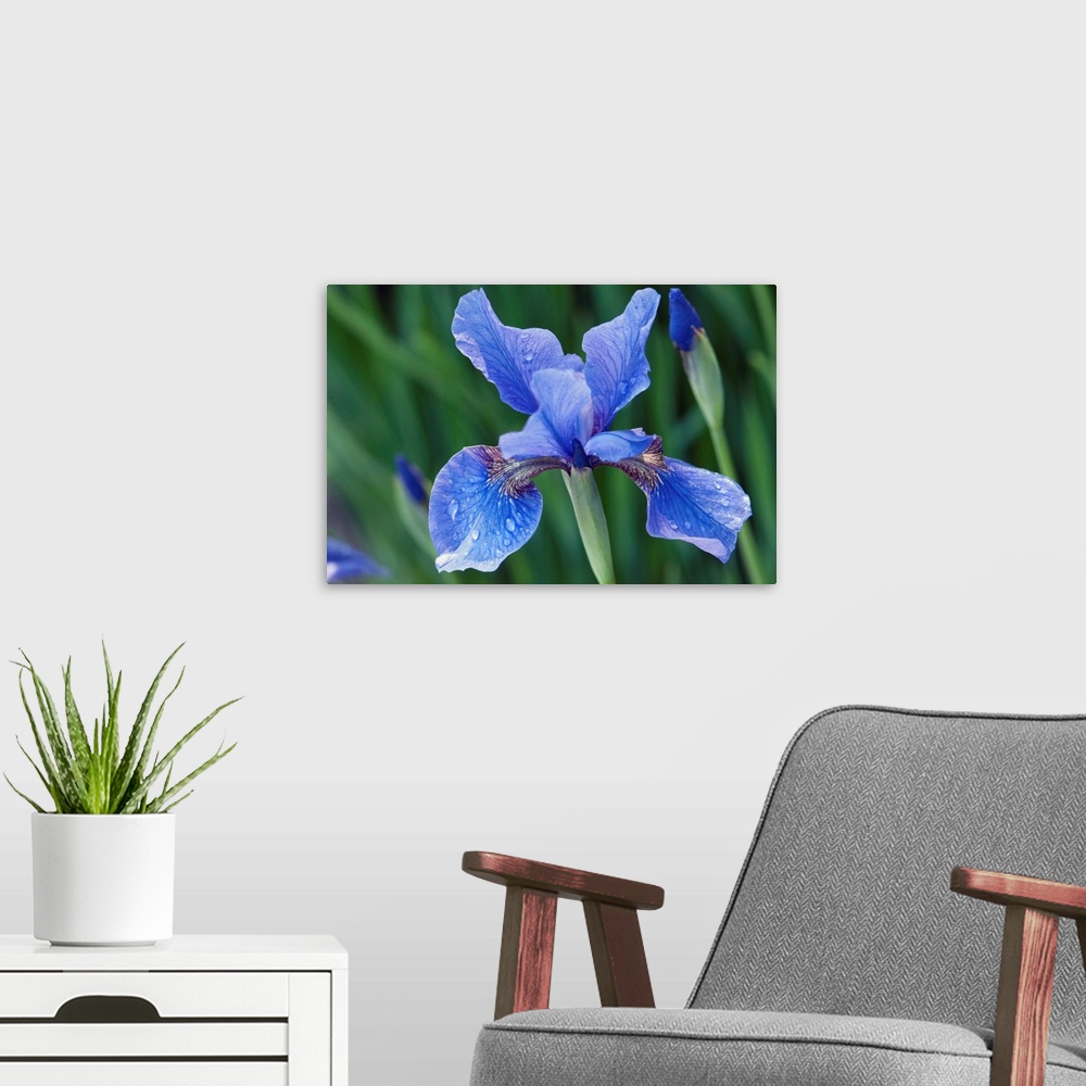 A modern room featuring Close up of a Siberian iris flower and buds, Iris sibirica, in spring. Longwood Gardens, Pennsylv...