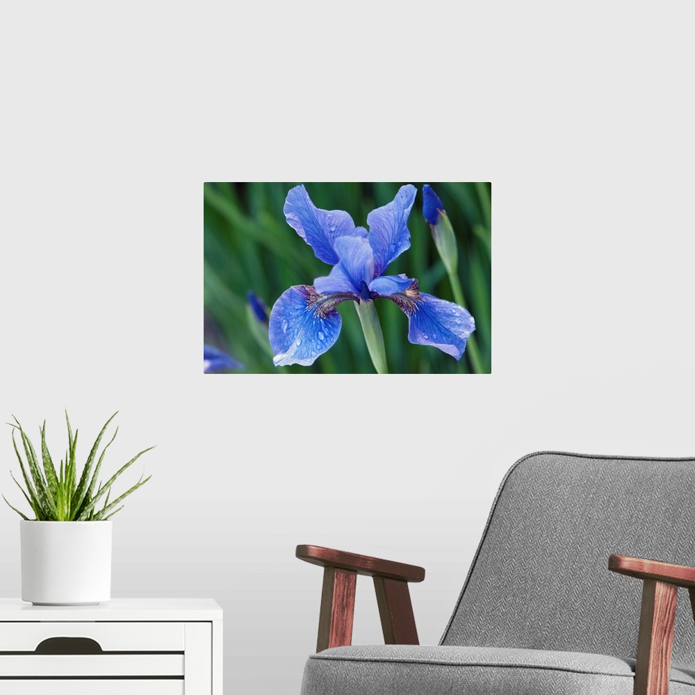 A modern room featuring Close up of a Siberian iris flower and buds, Iris sibirica, in spring. Longwood Gardens, Pennsylv...