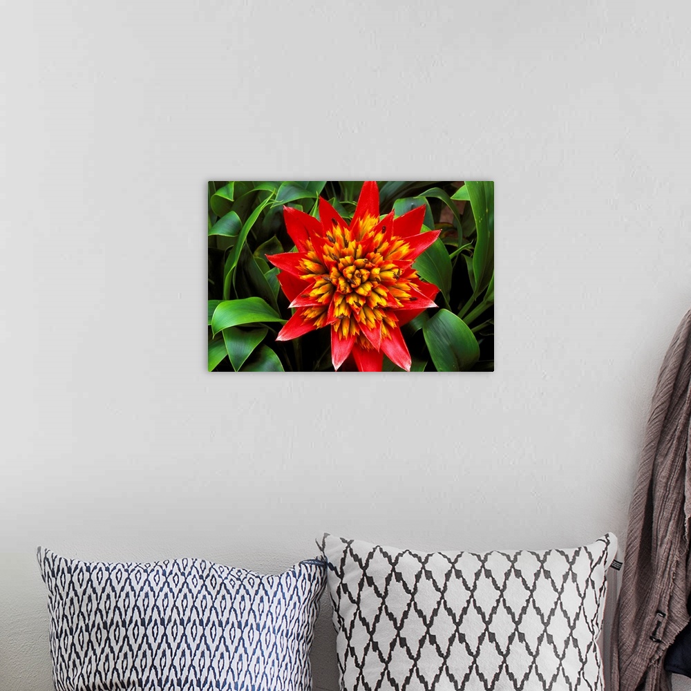 A bohemian room featuring Close-Up Of A Single Red Bromeliad Blooming With Yellow Center